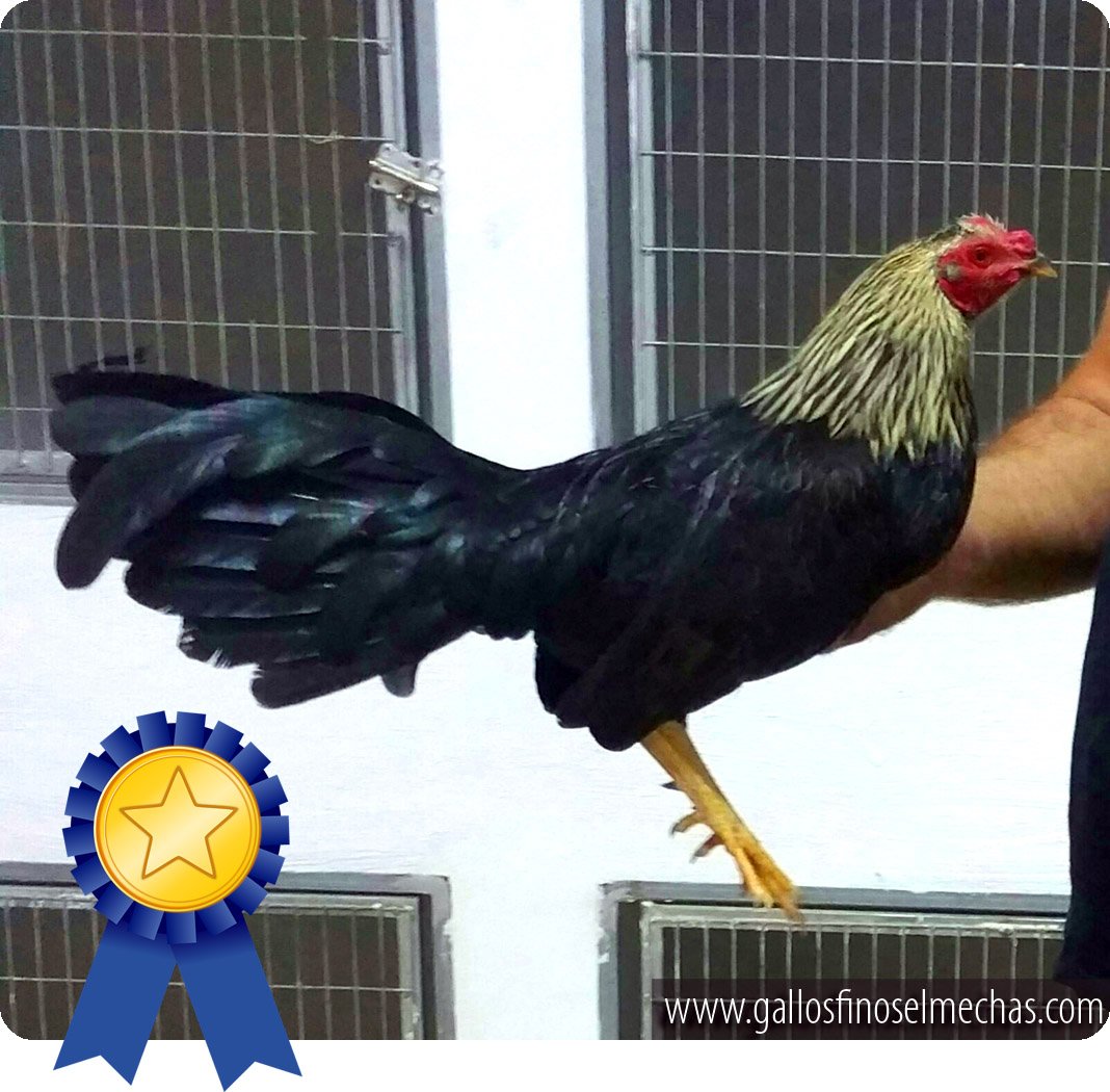 Gallo línea de los Mariposas