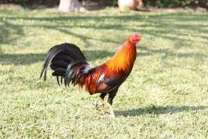 Gallo colorado naranjo