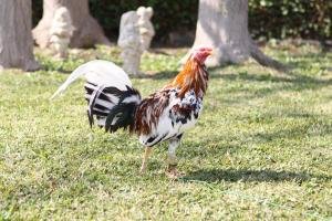 Gallo jabao