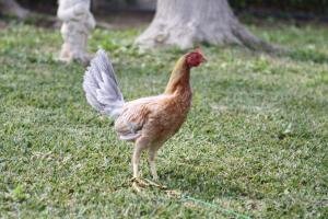 Gallina ceniza