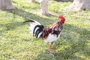 Polluelo jabao